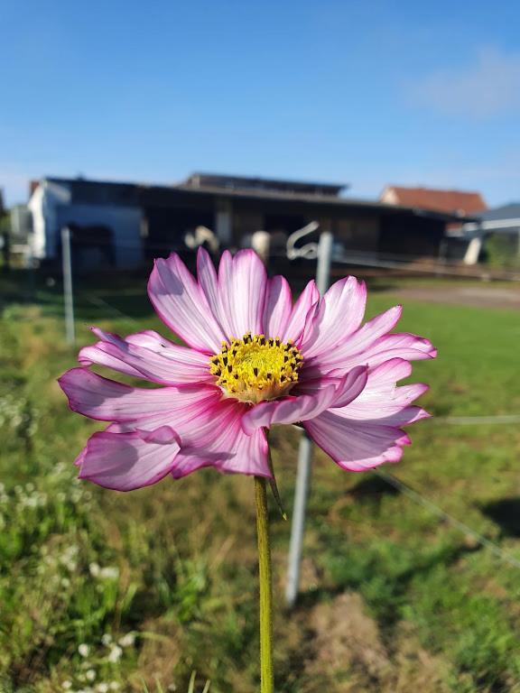 Houten Huisje Tussen Paarden Nieuwerkerken ภายนอก รูปภาพ