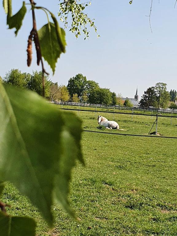 Houten Huisje Tussen Paarden Nieuwerkerken ภายนอก รูปภาพ