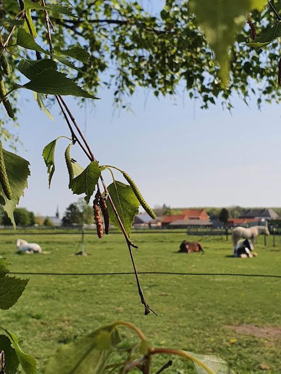 Houten Huisje Tussen Paarden Nieuwerkerken ภายนอก รูปภาพ