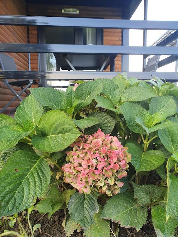 Houten Huisje Tussen Paarden Nieuwerkerken ภายนอก รูปภาพ